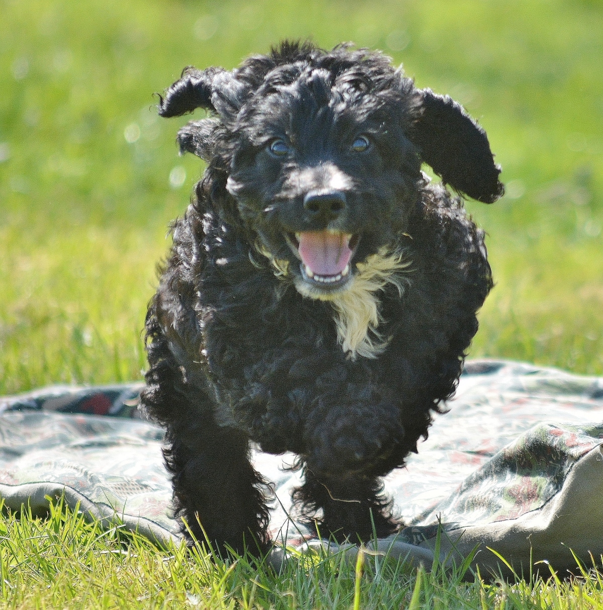 The Myths about Playing Tuggy with Your Dog